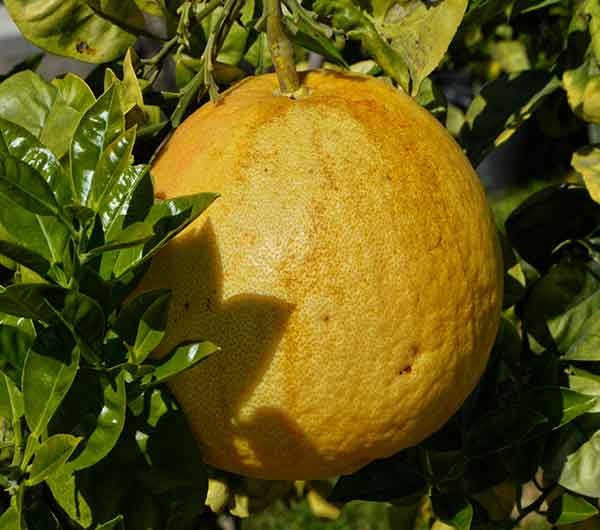example-citric Bartolí