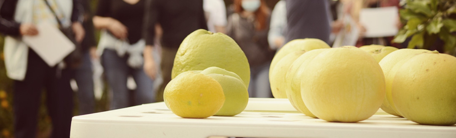 fundacio-todoli-citrus-section-04 Investigación en Fundació Todli Citrus