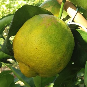 TCF-200-ID Montignoso