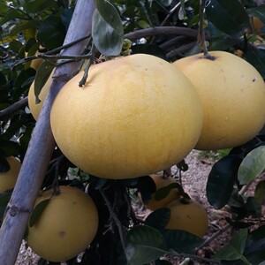 TCF-005-ID Hirat Buntan