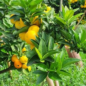 TCF-011-ID de La Landriana