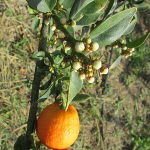 TCF-013-ID Chinotto Llimona