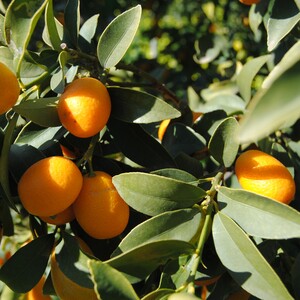 TCF-015-ID Oval - Nagami