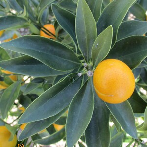 TCF-016-ID Rodó - Marumi