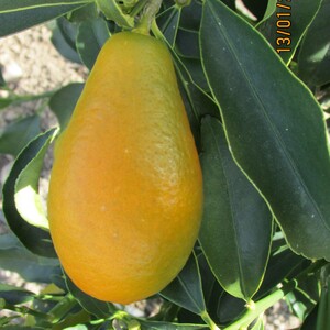 TCF-020-ID Oval gegant - Maxima