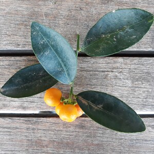 TCF-021-ID Hong Kong