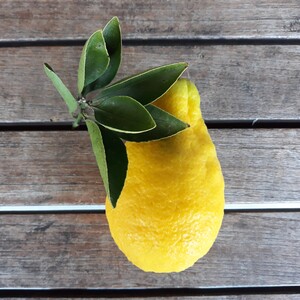 TCF-023-ID Citrangequat 4 estaciones