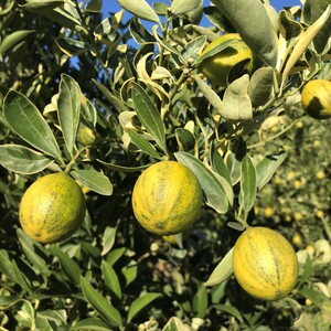 TCF-027-ID Centennial