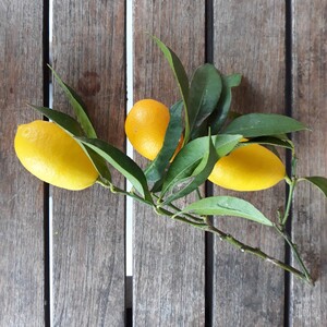 TCF-028-ID Limonquat Lemondrop