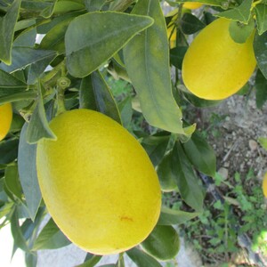 TCF-029-ID Limaquat Tavares