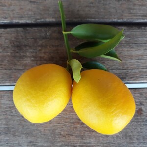 TCF-030-ID Limaquat Lakeland