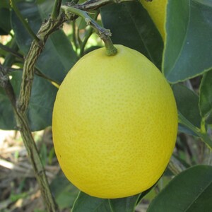 TCF-031-ID Limaquat Eustis