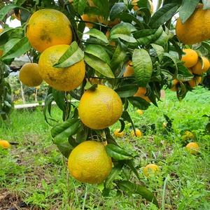 TCF-032-ID Tangelo Mapo