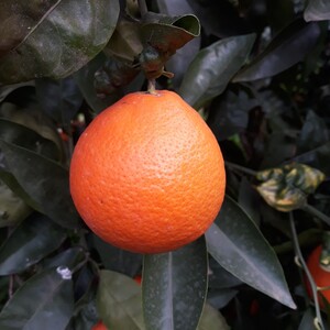 Minneola Tangelo