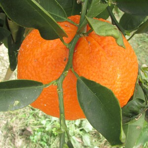 TCF-042-ID Tangor Ortanique