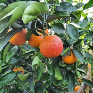 TCF-046-ID Tarocco Rosso