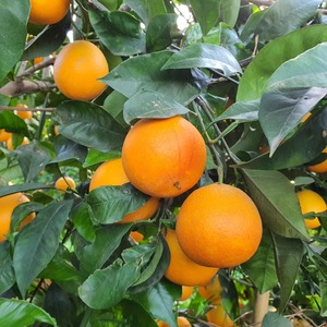 TCF-052-ID Tarocco Gall