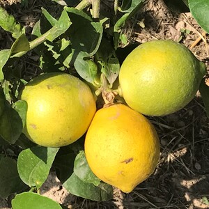 TCF-092-ID Quattrocchi