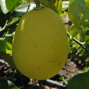 TCF-095-ID Llúmia de Borneo