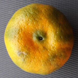 TCF-115-ID Carvalhais