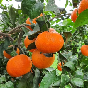 TCF-118-ID Tangelo Fortune