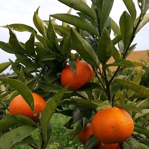 TCF-120-ID Hernandina