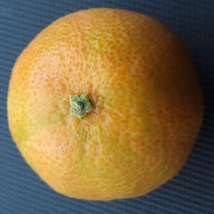 TCF-122-ID Clemenzira