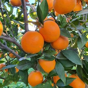 TCF-138-ID Pineapple