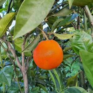 TCF-166-ID Cara Cara