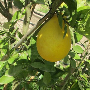 TCF-180-ID Lumia de Sarzana