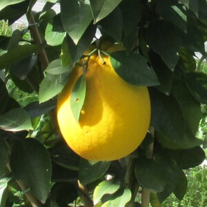 TCF-182-ID Llúmia de València