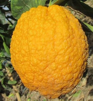 TCF-190-ID Aurantiata