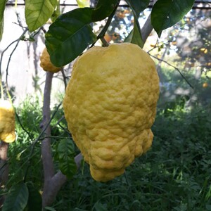 TCF-194-ID Crispifolia