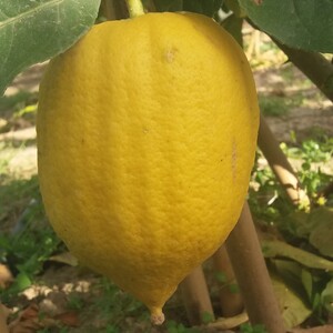 TCF-201-ID Etrog