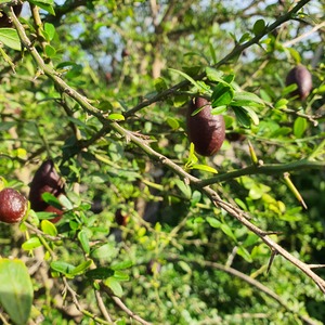 Caviar cítric Sanguino