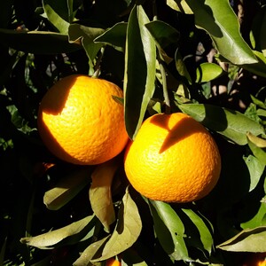 TCF-215-ID Tangor Kiyomi