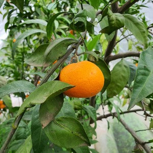 Satsuma Okitsu