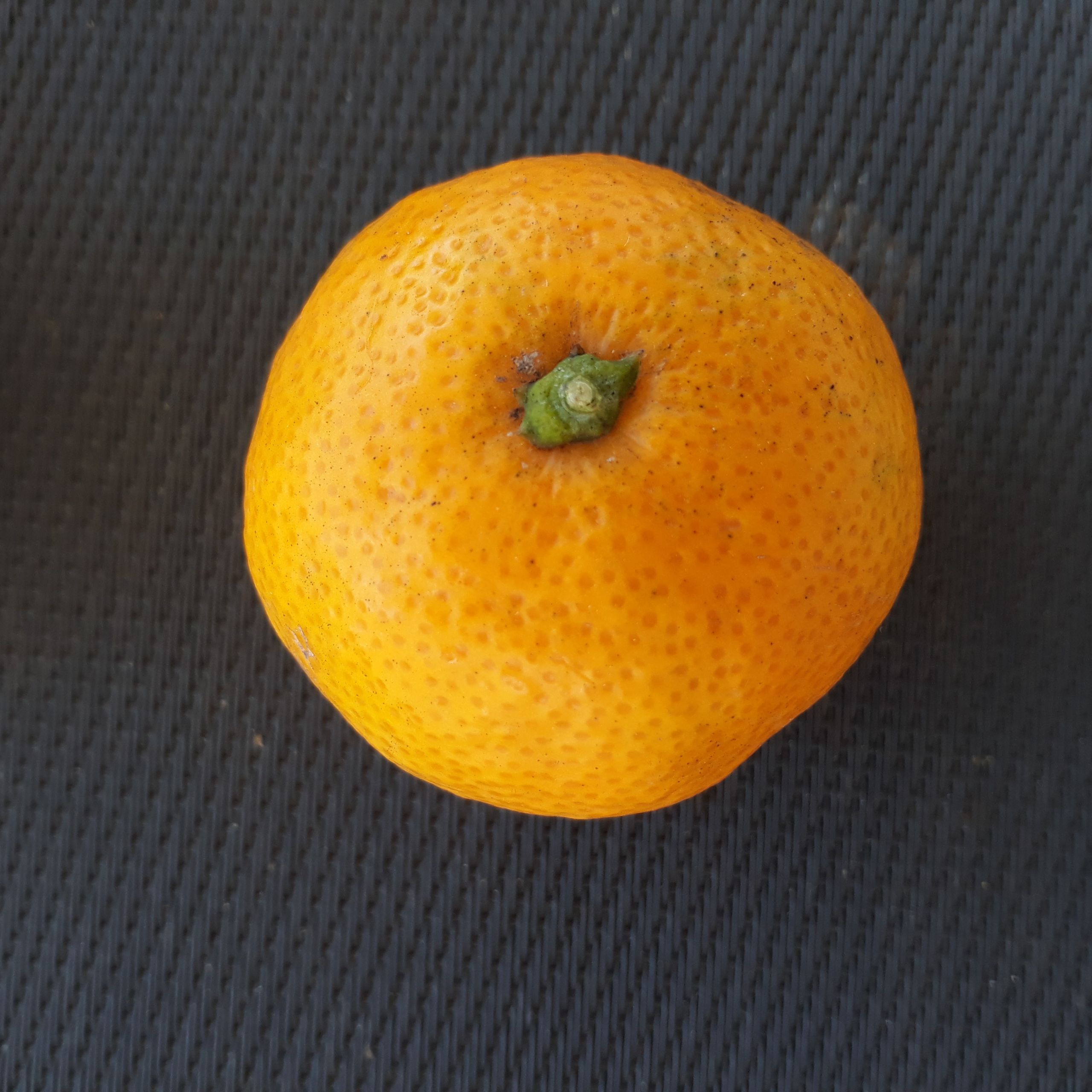 Satsuma Wase