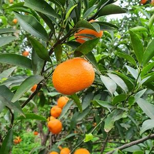 TCF-236-ID Monreal sense llavors