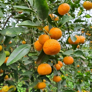 TCF-238-ID Amblycarpa - Nasnaram