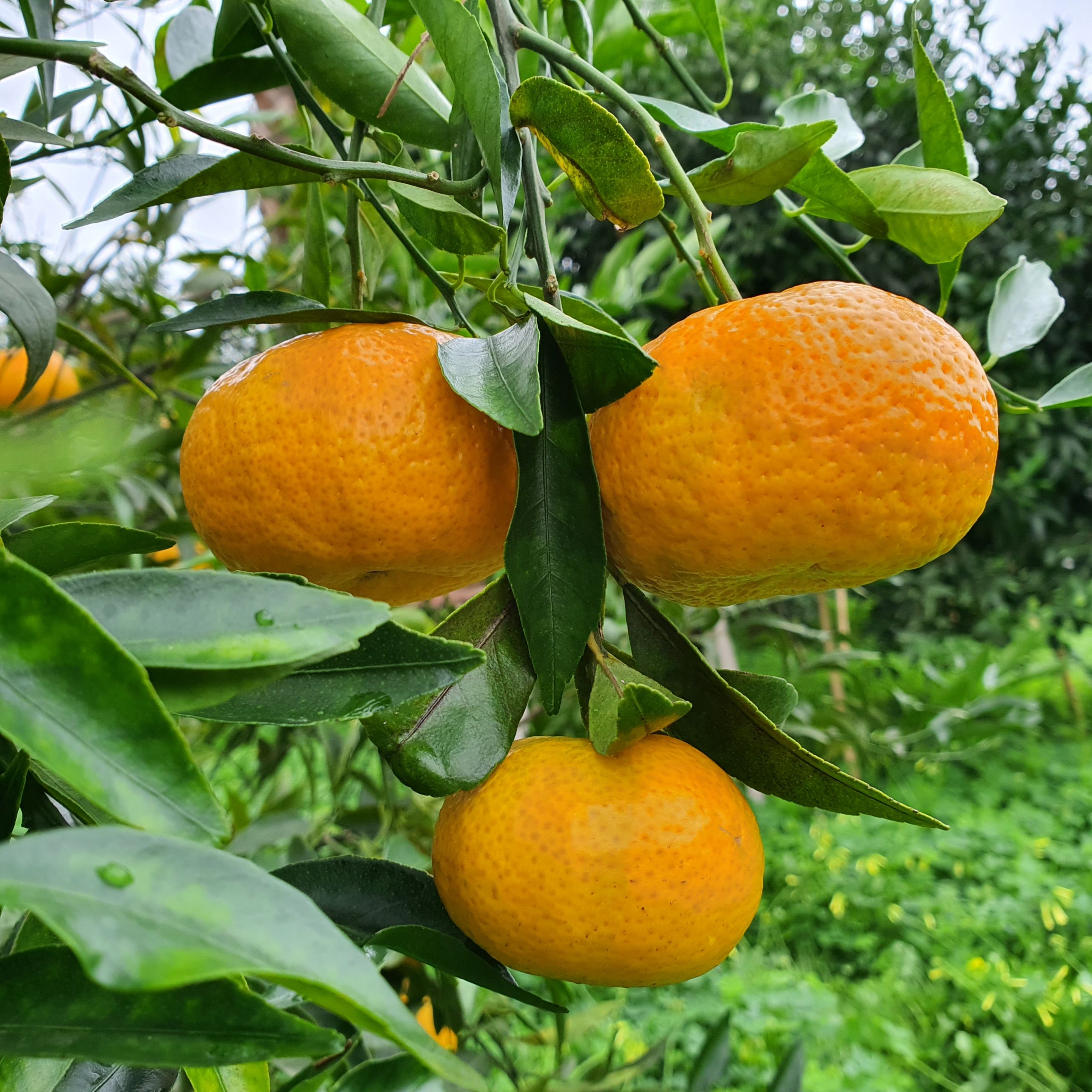 TCF-245-ID Mediterranean - Commune