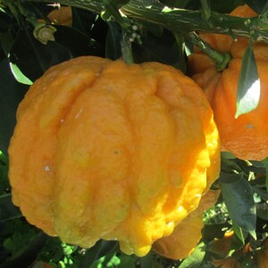 TCF-256-ID Canaliculata