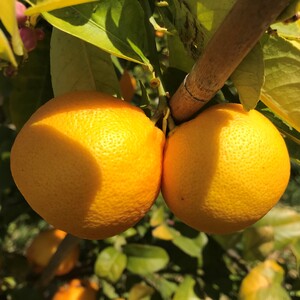 Rangpur vermella de Filipines