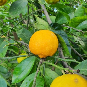 TCF-264-ID Limeta de Marràqueix - Beldi