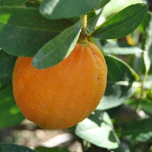 TCF-270-ID Rangpur Otaheitensis