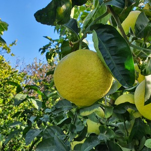 TCF-273-ID Amalphitanum