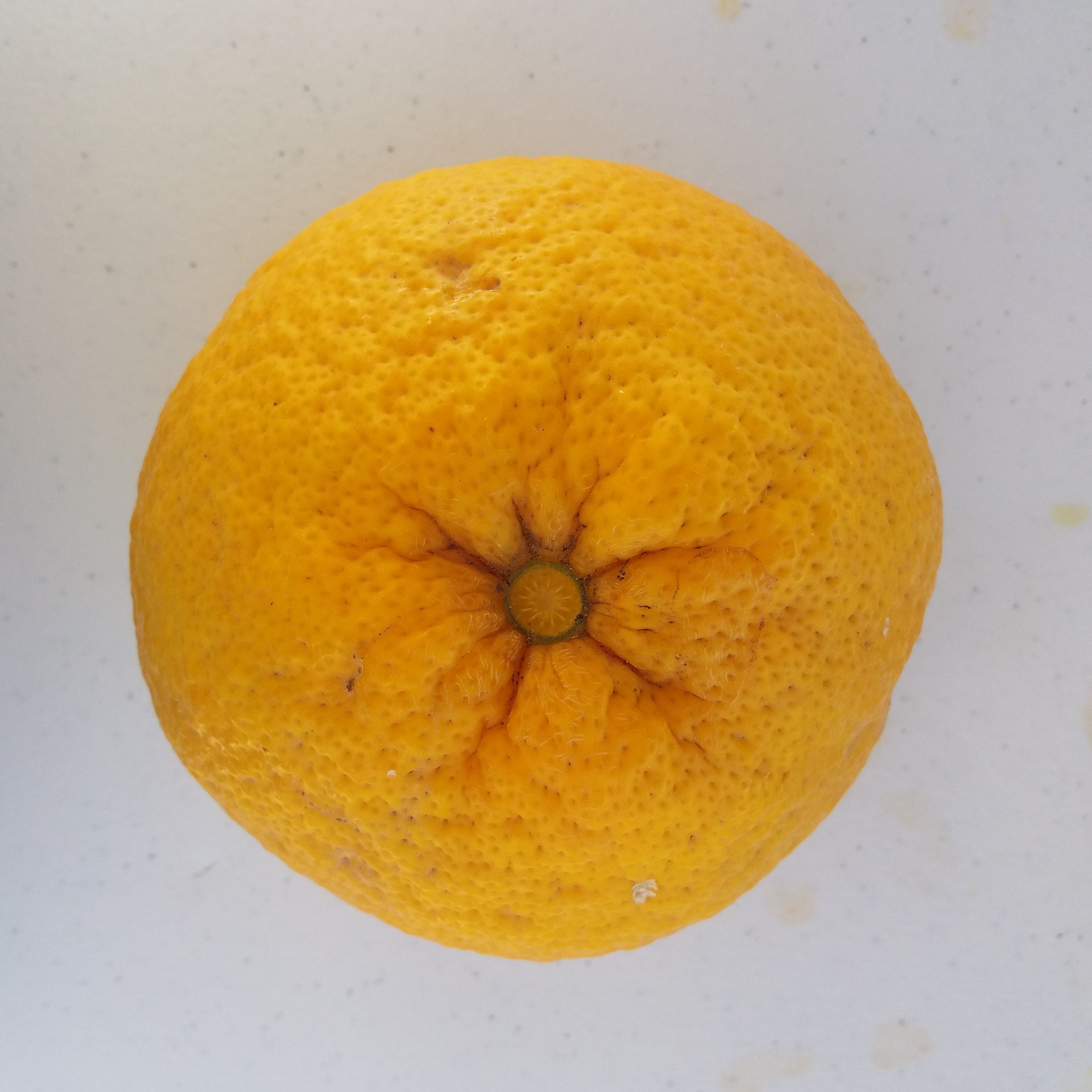 TCF-276-ID Natsudaidai - Amanatsu