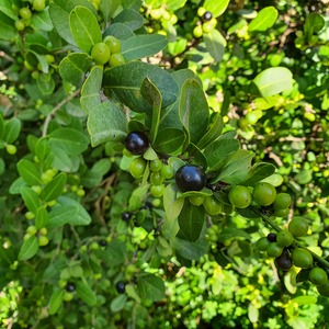 TCF-279-ID China tangerine