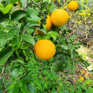 TCF-281-ID Limonero Volkameriano