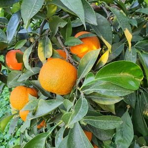 Agredolç del Gargano